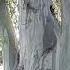 It S Spring In Sukhumi Powerful Eucalyptus Local Population