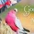 El Bimbo Pual Mauriat Good Morning