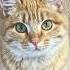 We Won T Forget You Simba Simbochka Simba Teenytinysimba
