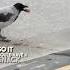 She Didn T Realize Crows Were This Smart