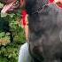 European Doberman Dog Dog Doberman Dobermanpinscher