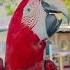 IN Maldives Tikiriliya Travel Maldives Male Viralvideo Animals