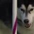Dogs Husky Vs Border Collie Agility