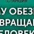 Почему обезьяны не превращаются в людей Станислав Дробышевский