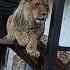 ШЕРХАН с перекличкой на троне шерхан тайган шерхан лев Lion зоопарк Shortvideo