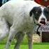DOGS VS PEOPLE