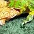 દ ડક Frog Frog Touch Real Video Biology Zoology Today Eggs Shots Viral Viralvideo Voice