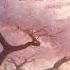 Cherry Blossoms Falling In Breeze Relaxing Spring Nature Reel