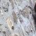 Amazing Footage Goats Climbing On A Near Vertical Dam National Geographic