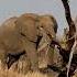 Bull Elephant Kruger National Park Ezulwini River Lodge Safari Krugernationalpark