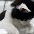 музыка котики кошки коты пушистый