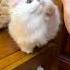 Cute Cat Videos Cat Videos Compilation 2022 205 Funny Cat Videos2022 Atb Animal Videos