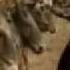 Rhapsody Of Fire Dawn Of Victory On Lord Of The Rings Movies