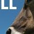Cowbell Sound Effect