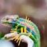 Chameleon Sound