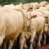 Transport 8 8M Of Cows This Way Biggest Heavy Equipment Machines Heavy Machinery