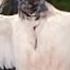 King Vultures National Geographic