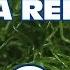 How To Set Up A Refugium Harvesting Macroalgae To Control Nitrate And Phosphate