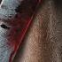 Vikings Wardruna Kvitravn White Raven Vikings