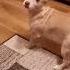Вот сижу и думаю юмор смешно милыесобаки милыевидео Funnydogs Lovelypet