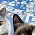 The Entire History Of Cat Memes