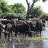 Okavango Delta Epic Wildlife Encounters You Can T Miss