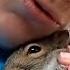 Woman Does The Sweetest Thing For Orphaned Squirrel