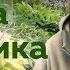 Хоста от мала до велика