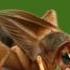 Cricket Noise Sound Effects