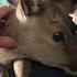 5 Days Old Welcome To The World What Should We Make Him Farmlifestyle Animallife Zook