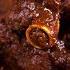 Mutton Kosha Bengali Recipe Kasha Mangsho Bengali Slow Cooked Mutton Curry Kali Pujo Special