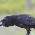 Amazing Crow Sound Shorts