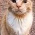 Guess Who S Purring Female Orange Tabby Cat Shorts