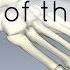 Bones Of The Foot Anatomy Tutorial
