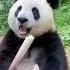 AmazingChina Panda Eats Bamboo Snack