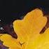 Mozart Levin Requiem In D Minor K 626 IIc Sequence Rex Tremendae Completed R Levin