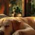 Deep Sleep For Dogs Music For Stressed Dogs Dog Relaxation