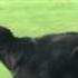 Slow Motion Dog Run