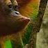 Baby Orangutan Needs A Hand 4K UHD Seven Worlds One Planet BBC Earth