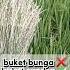 Dinamika Petani Eps 15 MT 2 Serangan Sundep Merajalela Shorts Petani Sawah Padi Hama