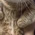 Mushukni Ovozi Youtubeshorts Cat Meme