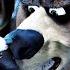 OVER THE HEDGE Clip Stealing From A Bear 2006