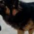 Tommy Masti Time Song Love Dog Germanshepherd Petowner Doglover Pets Dogowner Gsdpage