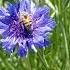 Abejita Y Centaurea Blue Boy Music Reggae Song Lyrics Love Flores Maule Abejas Primavera