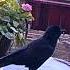 Crow 11060003