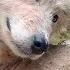 Abused By A Drunken Owner And On The Brink Of Death We Had To Save Her