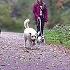 Dog TV Videos TV For Dogs Calming Dog Walking TV Virtual Woodland Walk