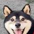 Pick A Tree With Me Christmas Giveaway Giveaway Tiny Rick The Shibe