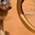 Cobra Vs Hare Death In The Desert Epic Kalahari Showdown Wildlife