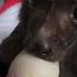 Cuddle Bunny Baby Bart Wins Lots Of Hearts